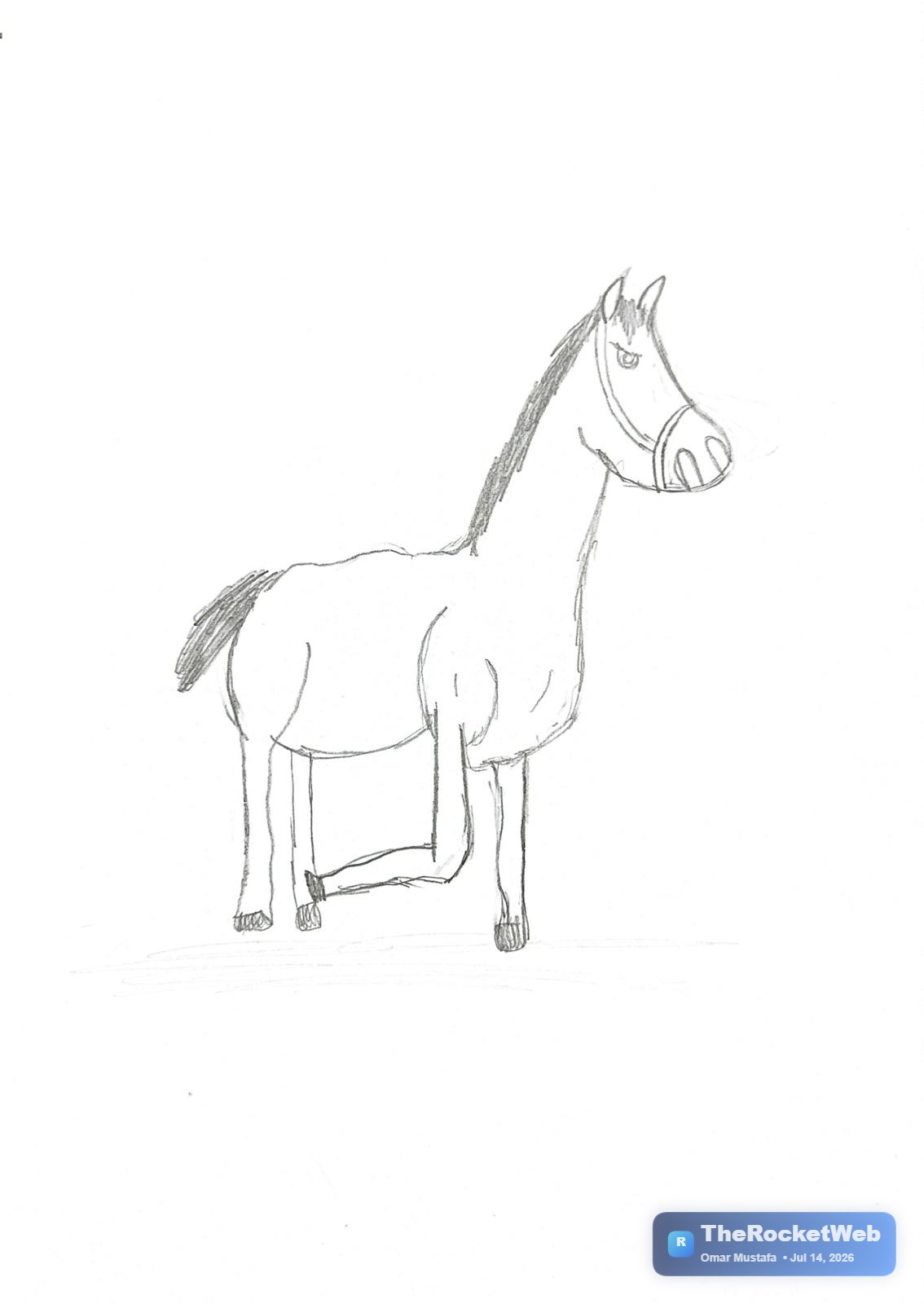Arabian Horse